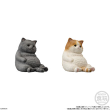 Load image into Gallery viewer, PRE-ORDER Mocchiri Kororin Cat Box of 12