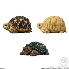 Load image into Gallery viewer, PRE-ORDER Tenori Friends Reptiles and Amphibians Box of 12