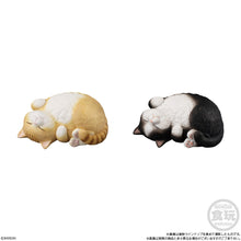 Load image into Gallery viewer, PRE-ORDER Mocchiri Kororin Cat Box of 12
